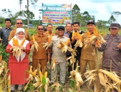 Pj Bupati Aceh Utara Panen Jagung Kering Pipil di Kuta Makmur