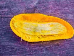 Bukan Sampah! Ini 6 Manfaat Biji Mangga, Bisa Menurunkan Gula Darah Tinggi