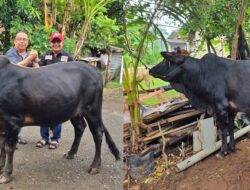 M. Nasir Djamil Bantu Sapi Meugang untuk PWI Aceh