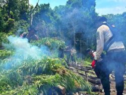 Polda Aceh Musnahkan  Ladang Ganja Seluas 20 Hektare di Aceh Besar
