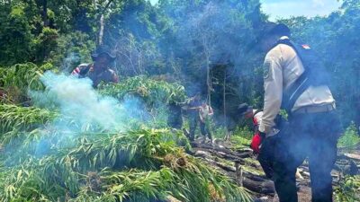 Polda Aceh Musnahkan  Ladang Ganja Seluas 20 Hektare di Aceh Besar